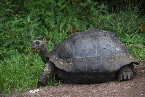 Dossière Chelonoidis niger porteri