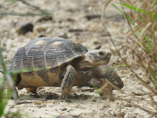 Gopherus berlandieri