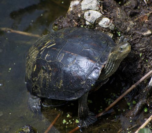 Mauremys rivulata