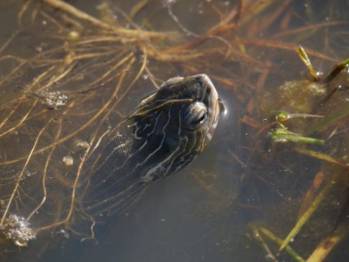 Tête Mauremys rivulata