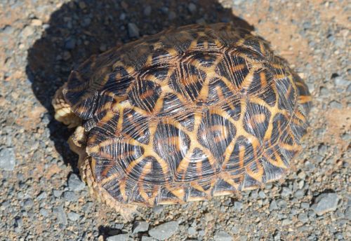 Dossière Psammobates tentorius verroxii