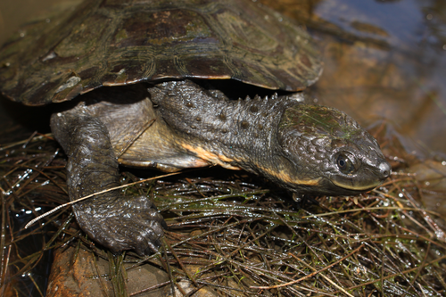 Corps Myuchelys bellii