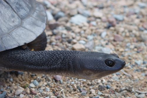 Corps Chelodina canni