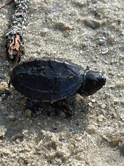 Juvénile Sternotherus intermedius