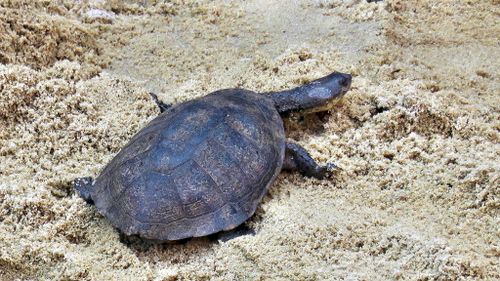 Acanthochelys radiolata