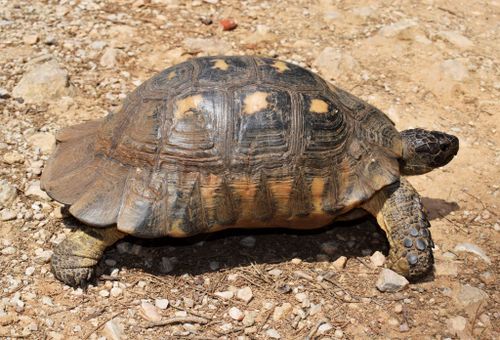 Corps Testudo marginata