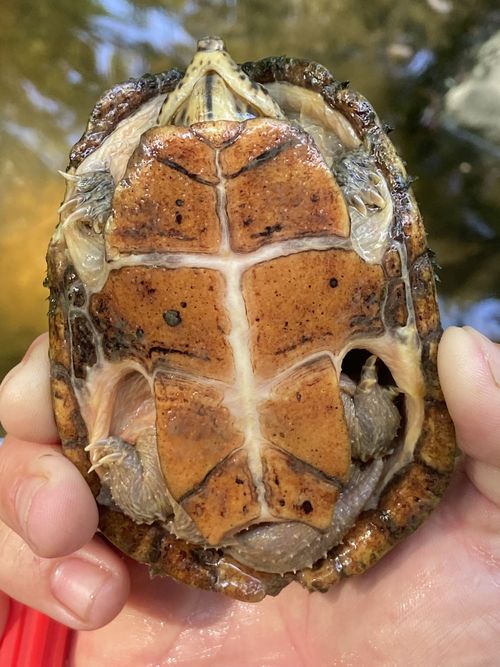 Plastron Sternotherus peltifer