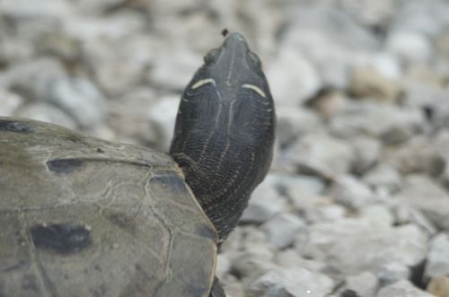 Tête Graptemys pseudogeographica pseudogeographica