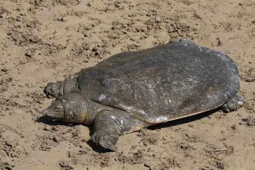 Dossière Trionyx triunguis