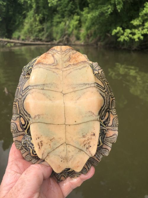 Plastron Graptemys nigrinoda