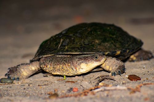 Acanthochelys pallidipectoris