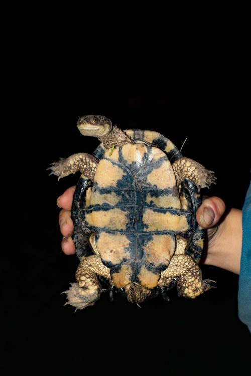 Plastron Acanthochelys pallidipectoris