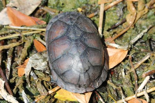 Dossière Kinosternon leucostomum