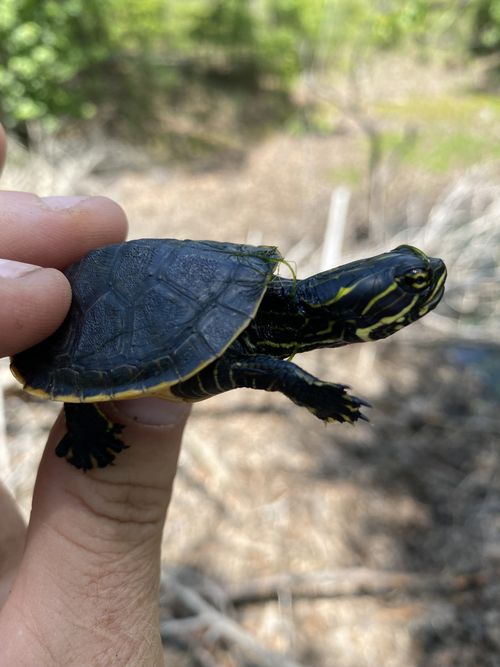 Juvénile Deirochelys reticularia