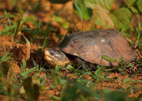 Notochelys platynota