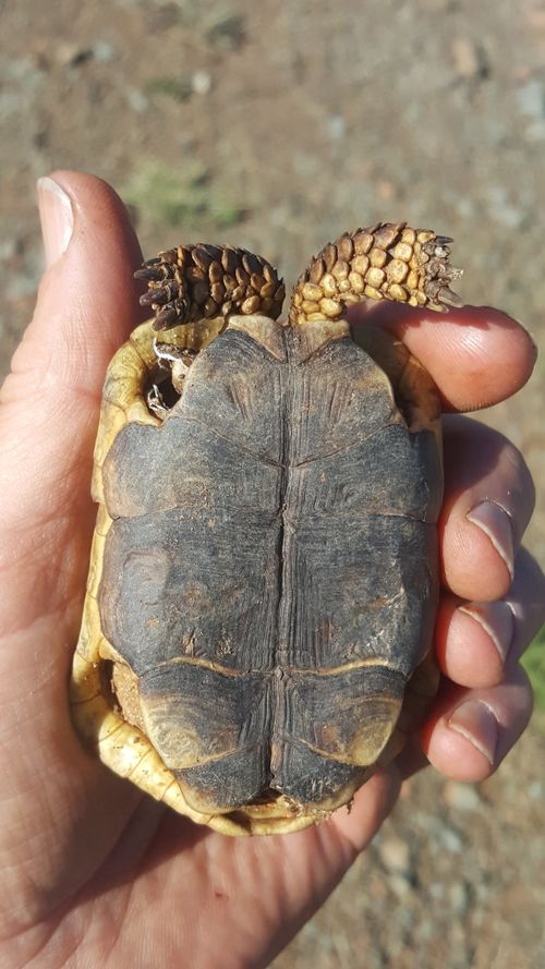 Plastron Chersobius boulengeri