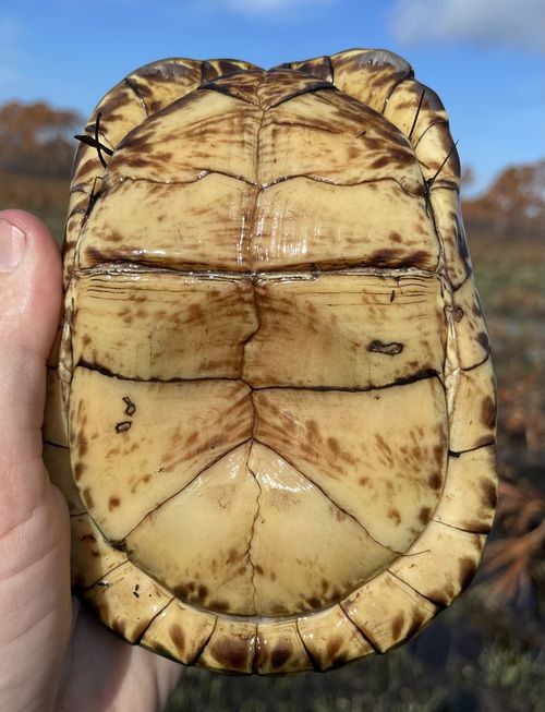 Plastron Terrapene carolina bauri