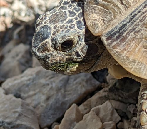 Tête Testudo graeca ibera