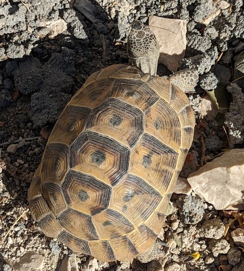 Dossière Testudo graeca ibera