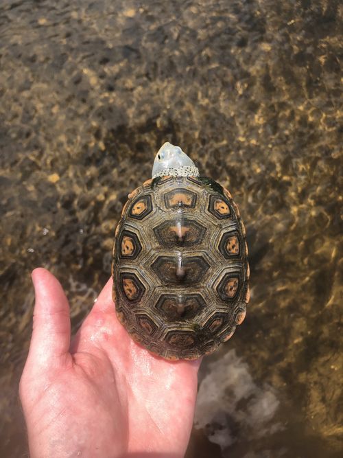 Dossière Malaclemys terrapin macrospilota