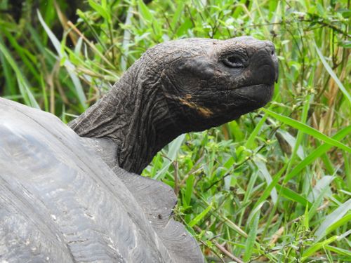 Tête Chelonoidis niger porteri