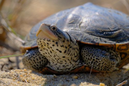 Corps Malaclemys terrapin