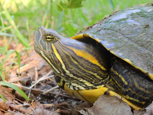 Tête Trachemys venusta cataspila