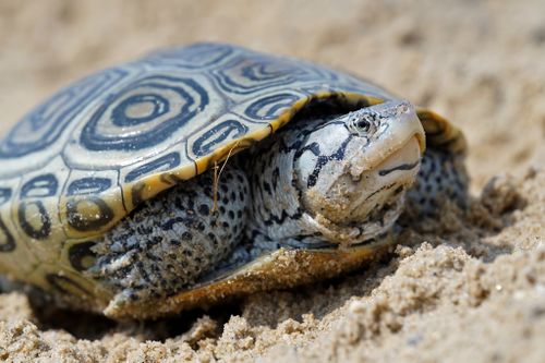 Tête Malaclemys terrapin terrapin