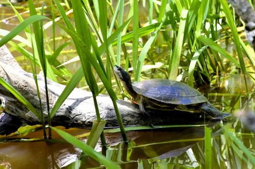 Trachemys stejnegeri