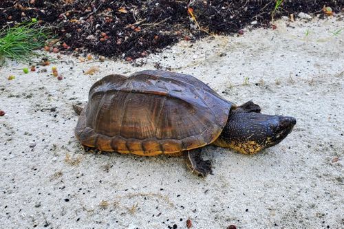 Staurotypus triporcatus