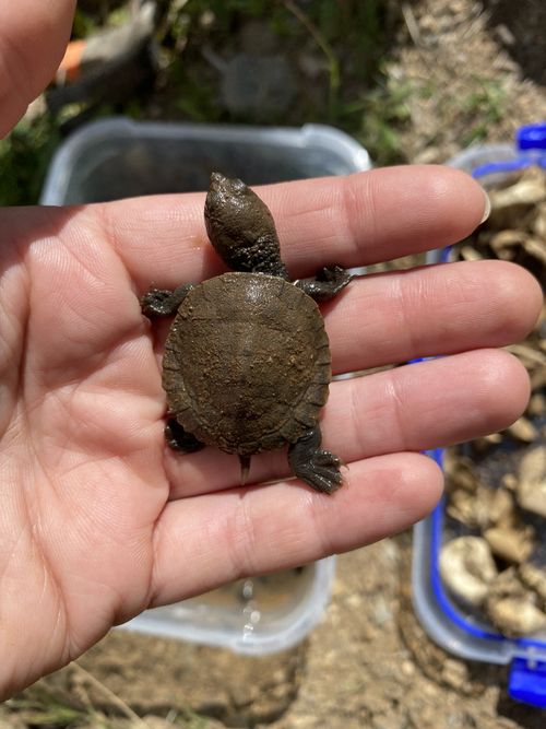 Juvénile Myuchelys bellii