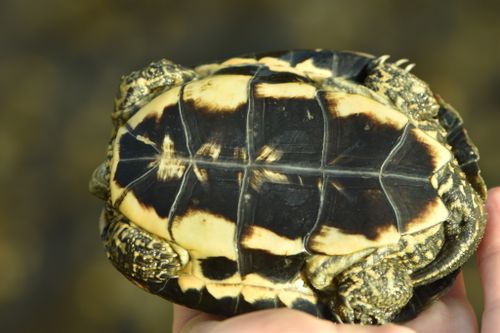 Plastron Mauremys leprosa leprosa