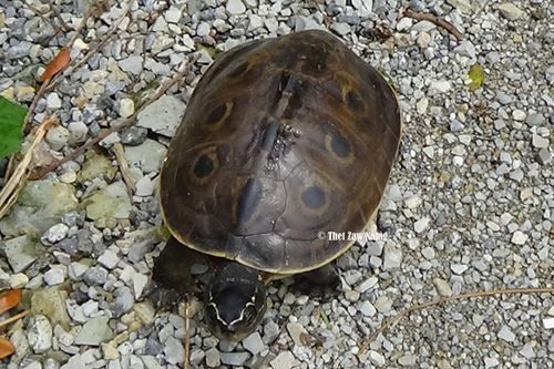 Dossière Morenia ocellata