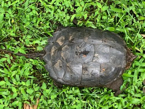 Dossière Chelydra acutirostris