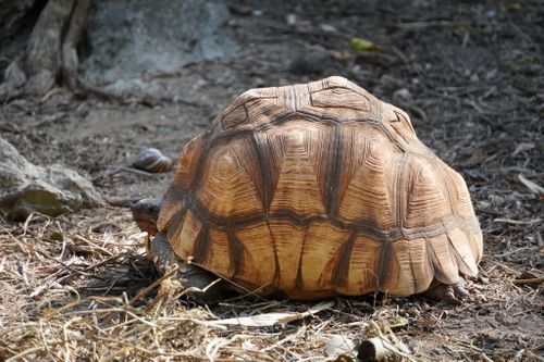 Astrochelys yniphora