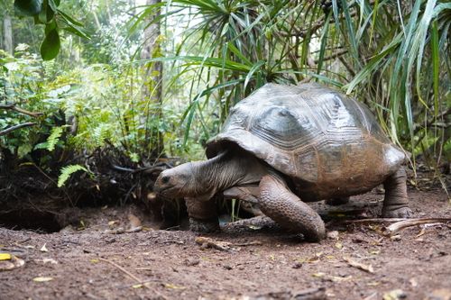 Aldabrachelys gigantea