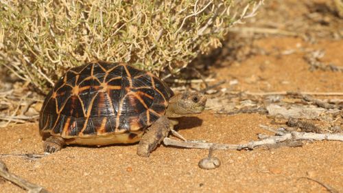 Psammobates tentorius verroxii