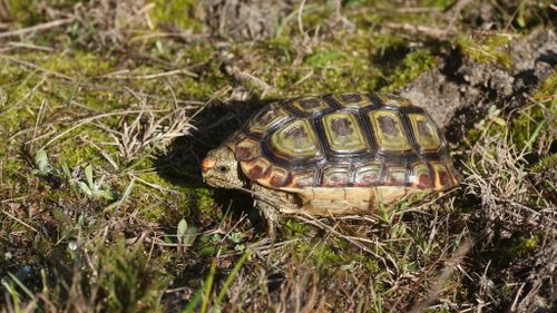 Homopus areolatus