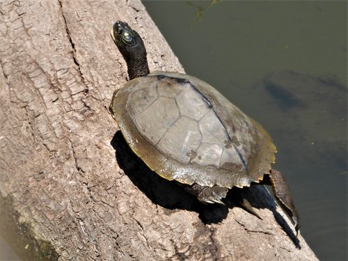 Dossière Graptemys sabinensis