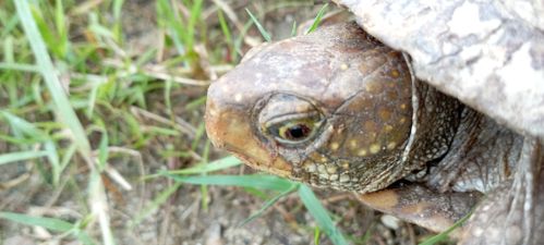 Tête Terrapene nelsoni nelsoni