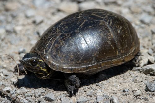 Kinosternon subrubrum hippocrepis