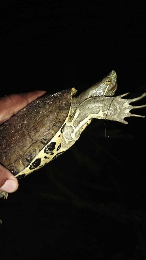 Tête Trachemys decorata