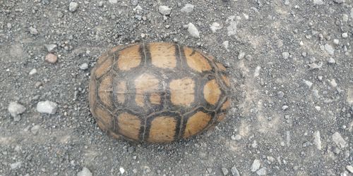 Dossière Terrapene mexicana