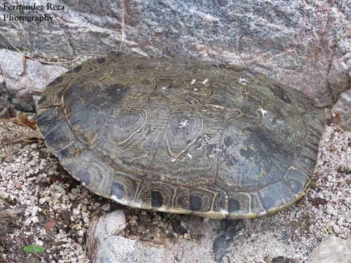 Dossière Trachemys nebulosa nebulosa