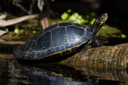 Dossière Pseudemys concinna suwanniensis