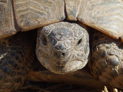 Tête Testudo graeca terrestris