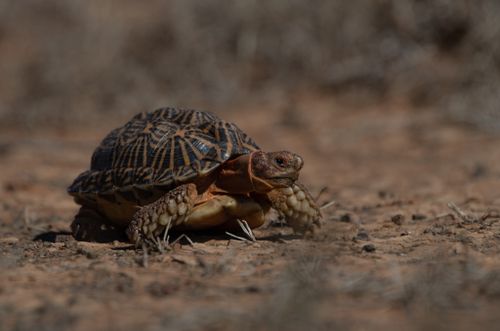 Psammobates tentorius tentorius