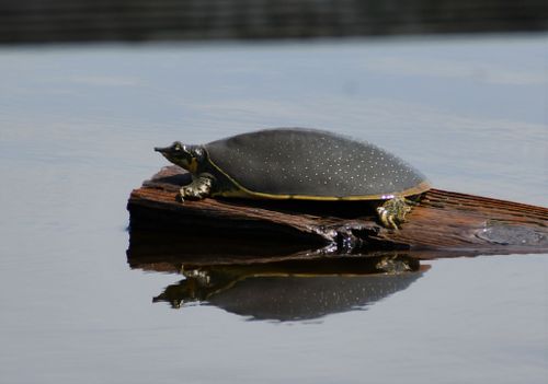 Apalone spinifera guadalupensis