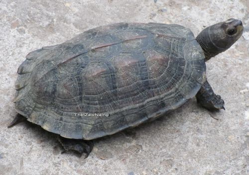 Melanochelys trijuga edeniana