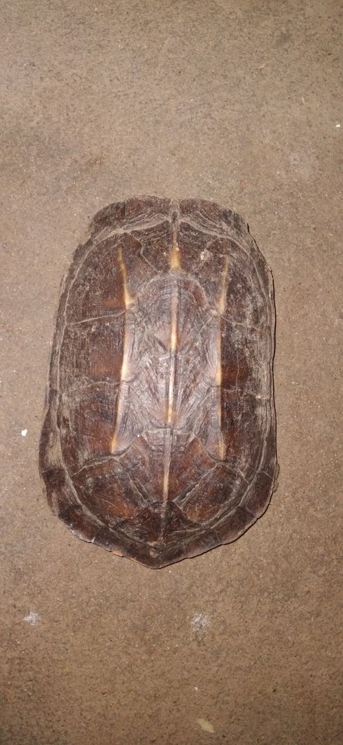 Dossière Melanochelys trijuga